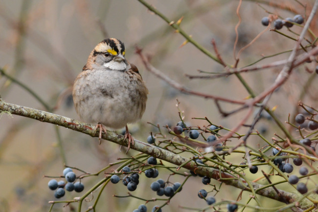 Обои картинки фото животные, птицы, птичка