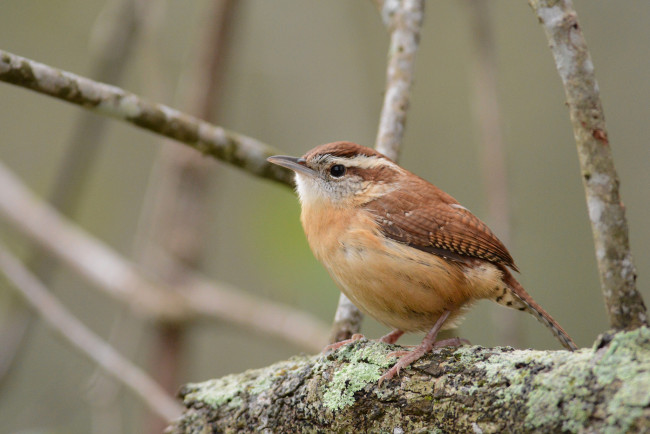 Обои картинки фото животные, птицы, птичка