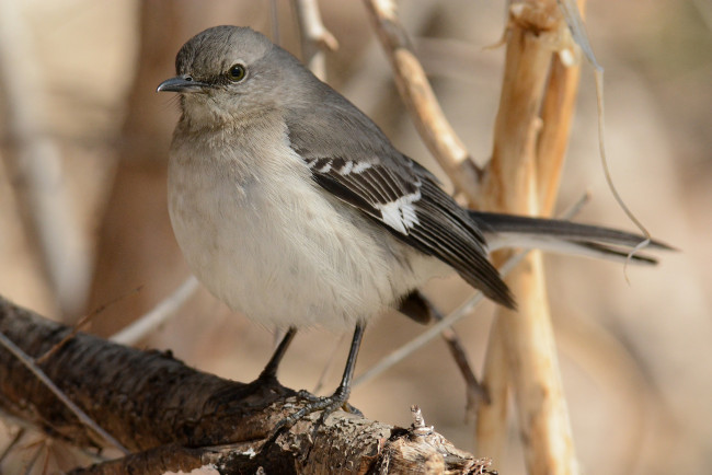 Обои картинки фото животные, птицы, птичка