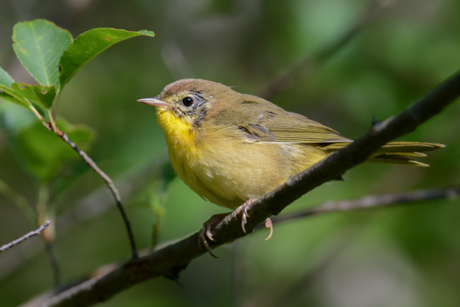 Обои картинки фото животные, птицы, птичка