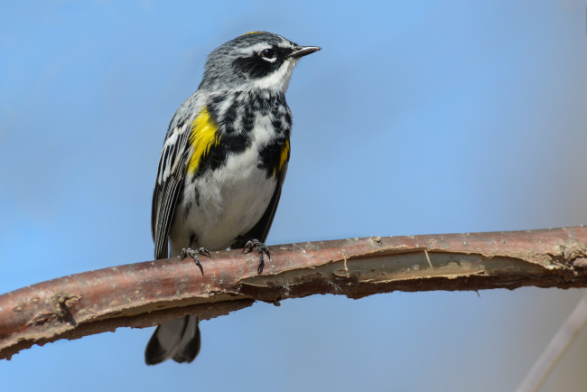 Обои картинки фото животные, птицы, птичка