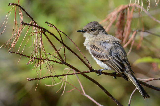 Обои картинки фото животные, птицы, птичка