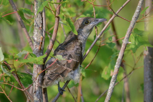 Обои картинки фото животные, птицы, птичка