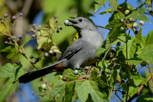 Обои картинки фото животные, сойки, птичка