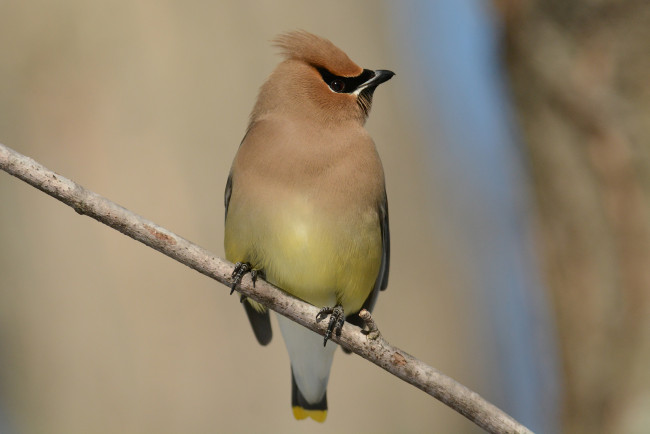 Обои картинки фото животные, свиристели, птичка