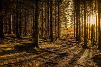 Картинка природа лес рассвет