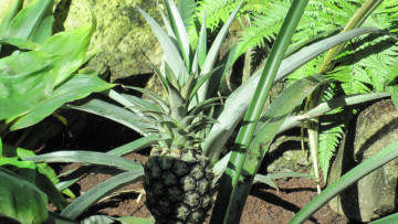 Картинка природа плоды ананас