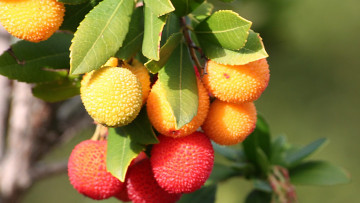 Картинка природа плоды личи