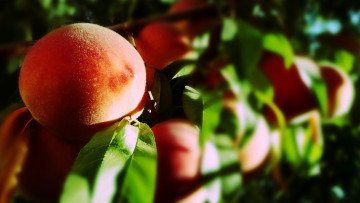 Картинка природа плоды персик