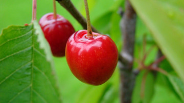Картинка природа Ягоды вишня