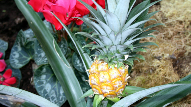 Обои картинки фото природа, плоды, ананас