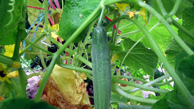 Обои картинки фото природа, плоды, огурец