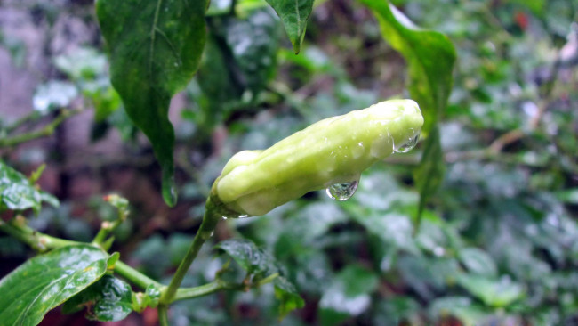 Обои картинки фото природа, плоды, перец