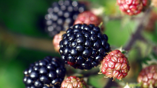 Обои картинки фото природа, Ягоды, ежевика