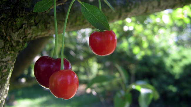 Обои картинки фото природа, Ягоды, вишня