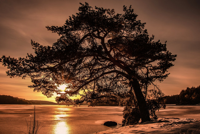 Обои картинки фото природа, деревья, рассвет