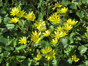 Картинка цветы луговые+ полевые +цветы весна 2018