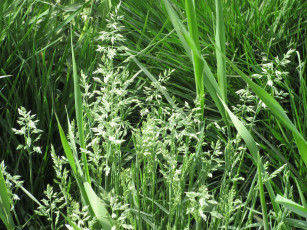 Картинка природа макро весна 2018