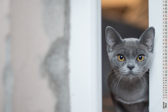 Картинка календари животные морда взгляд кошка