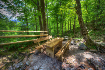 Картинка природа лес простор