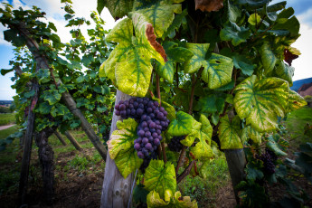 Картинка природа Ягоды +виноград простор