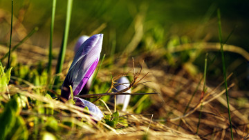 Картинка цветы крокусы первоцвет