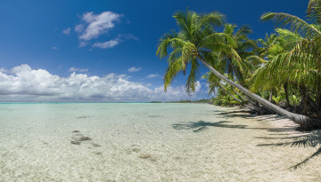 Картинка природа тропики простор