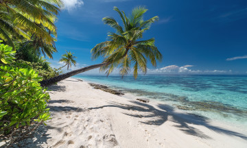 Картинка природа тропики простор