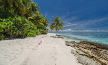 Картинка природа тропики простор