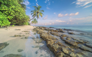 Картинка природа тропики простор