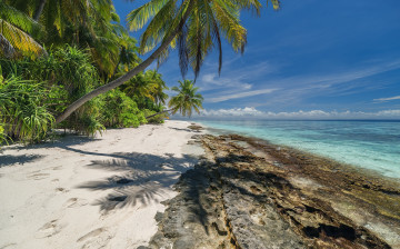 Картинка природа тропики простор