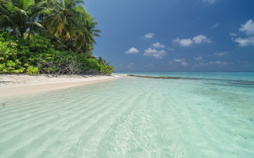 Картинка природа тропики простор