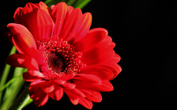 Картинка цветы герберы красная гербера фон red gerbera