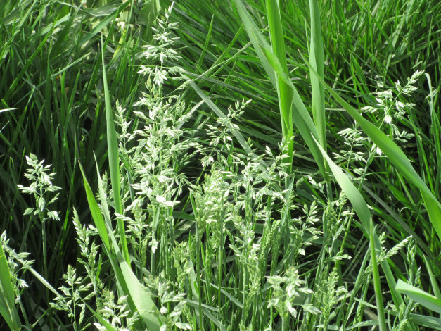 Обои картинки фото природа, макро, весна, 2018