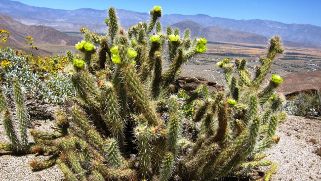 Обои картинки фото кактус, цветы, кактусы, красивый