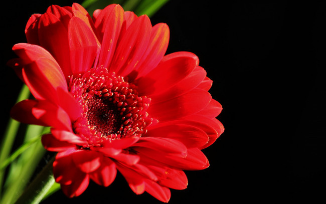 Обои картинки фото цветы, герберы, красная, гербера, фон, red, gerbera