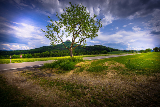 Обои картинки фото природа, деревья, простор