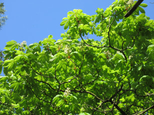 Картинка природа деревья весна 2018