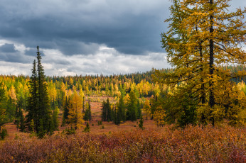 Картинка югыд-+ва природа лес югыд- ва деревья коми небо тайга