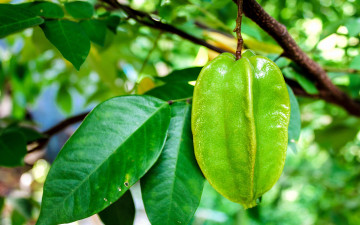 Картинка природа плоды карамбола