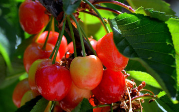 Картинка природа ягоды черешня
