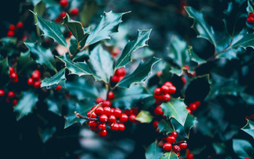 Картинка природа ягоды остролист