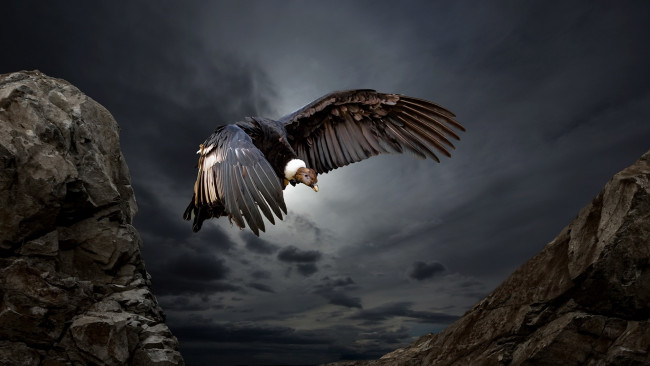 Обои картинки фото животные, птицы - хищники, condor