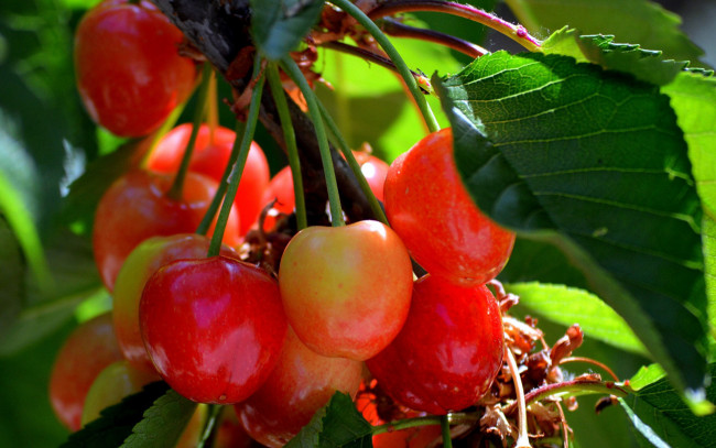 Обои картинки фото природа, ягоды, черешня