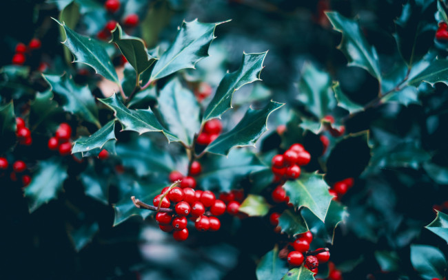Обои картинки фото природа, ягоды, остролист