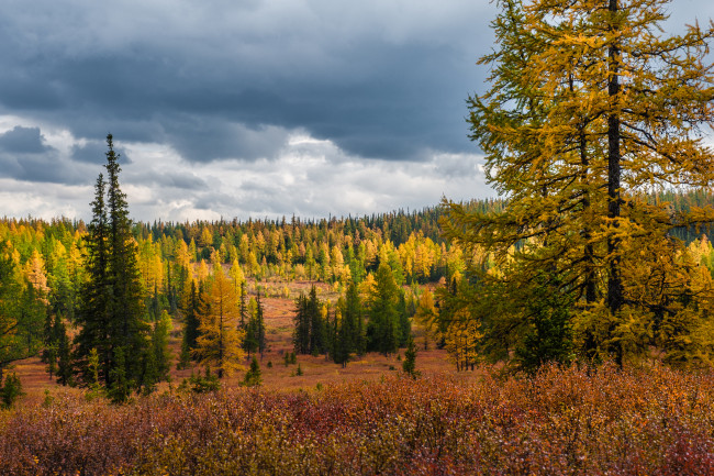 Обои картинки фото югыд- ва, природа, лес, югыд-, ва, деревья, коми, небо, тайга