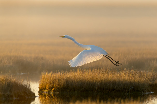 Обои картинки фото животные, цапли,  выпи, свет, озеро, птица, болото, белая, цапля
