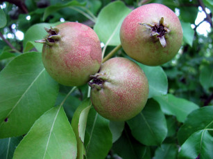 Картинка природа плоды груши