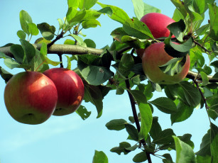 Картинка природа плоды яблоки