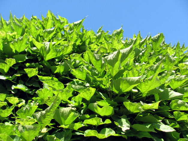 Обои картинки фото природа, листья